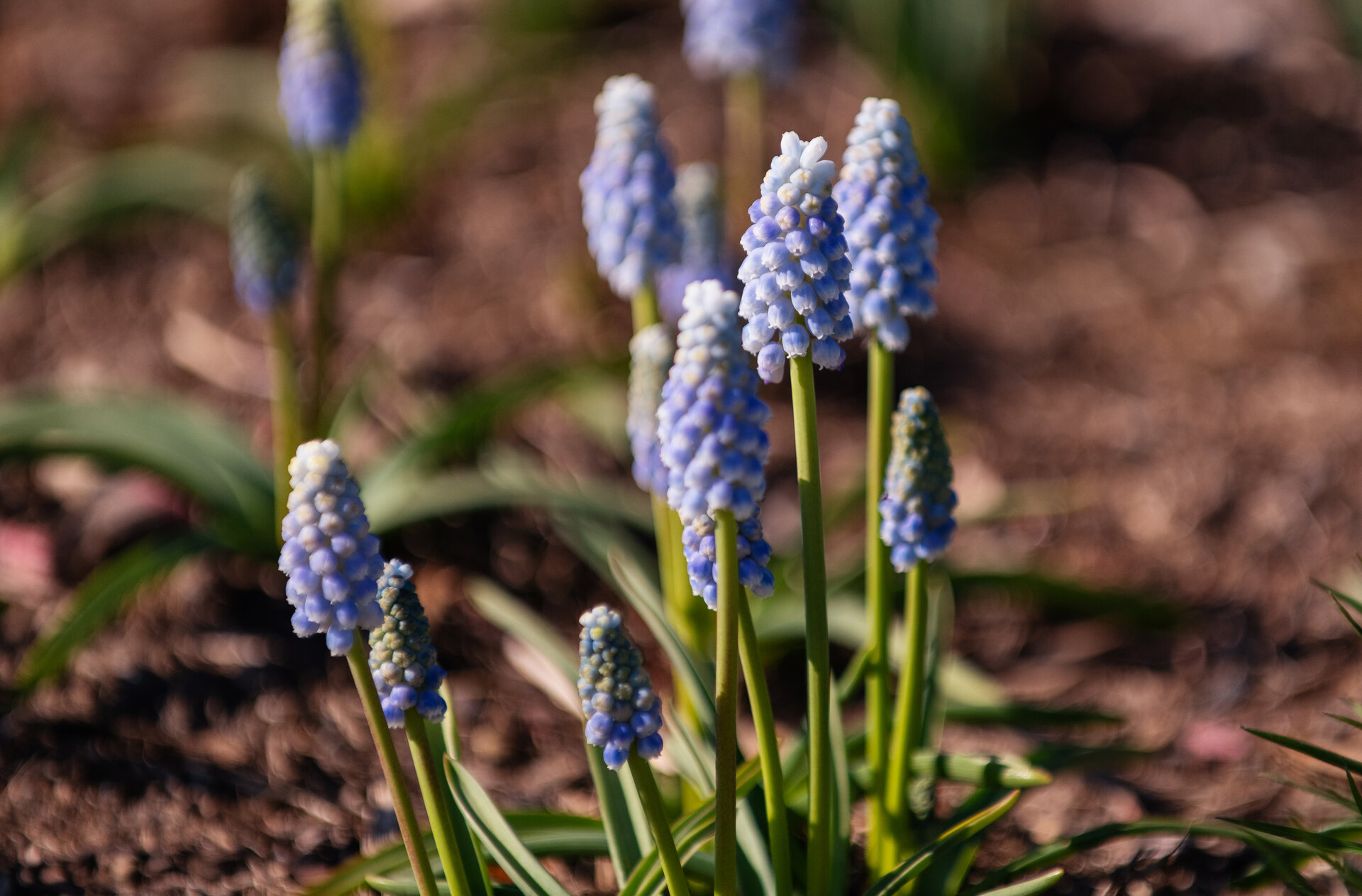 Muscari armeniacum 'Peppermint'